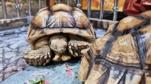Centrochelys Sulcata: Morphological Details of the African Spurred Tortoise