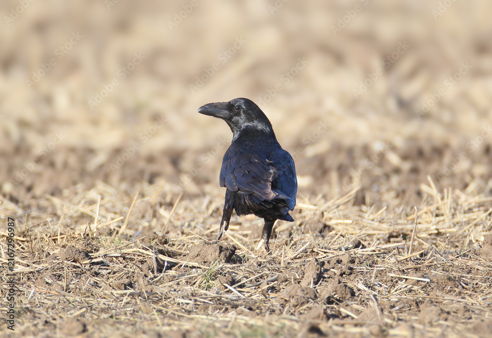 Naklejka premium Northern Raven (Corvus corax) standing in an agricultural field covered in dry soil and crop stubble, looking to the side.