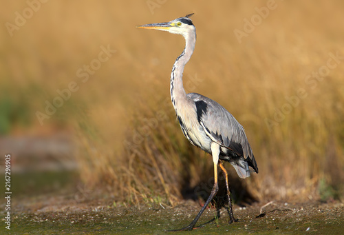 фотографія Grey Heron (Ardea cinerea) standing near reeds on muddy ground, looking to the left with its tall, slender neck extended