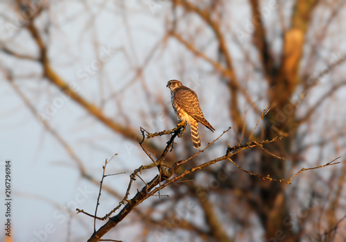 Canvastavla Merlin (Falco columbarius) perched on a mossy, leafless tree branch during warm morning light