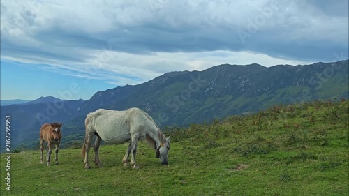 Horses Grazing in the Picos de Europa National Park