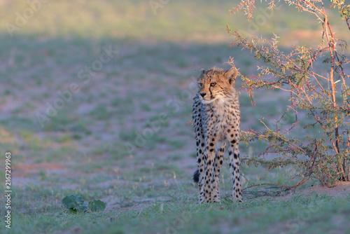 Canvas Print Cheetah (Acinonyx jubatus) searching for food in the Kgalagadi Transfrontier Par