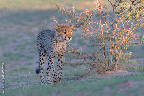 Canvas Print Cheetah (Acinonyx jubatus) searching for food in the Kgalagadi Transfrontier Par