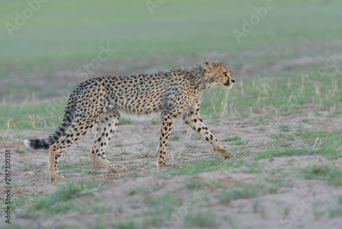 Photography Cheetah (Acinonyx jubatus) searching for food in the Kgalagadi Transfrontier Par
