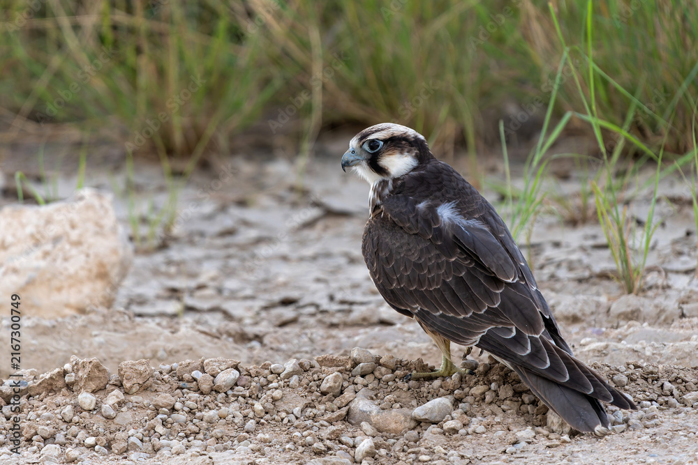Fototapeta premium Lanner falcon (Falco biarmicus) hanging around in the Kgalagadi Transfrontier Park - part of the Kalahari - in South Africa