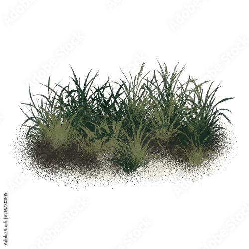 Un petit touffe d'herbe verte isolée sur fond blanc, parfaite pour des compositions paysagères, des illustrations de jardinage ou des éléments de design graphique naturel.