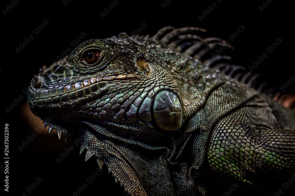 Fototapeta premium Green Iguana Detailed Profile on Dark Background