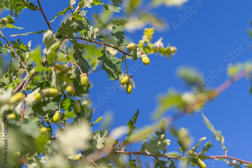 Cuadro en lienzo Golden acorns glistening under a bright blue sky bring life to a serene oak tree