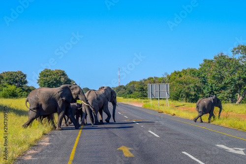 Canvas Print Herd of elephants crossing a paved road, South Africa