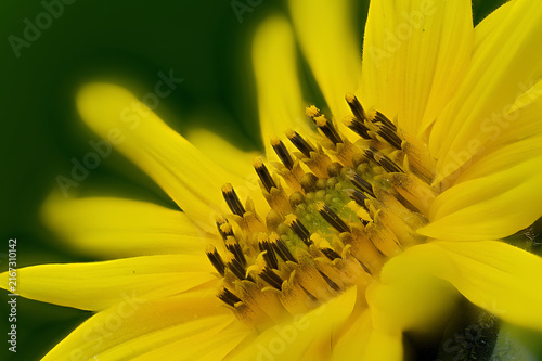 Flower head (pseudanthium) of common sunflower (Helianthus annuus) (