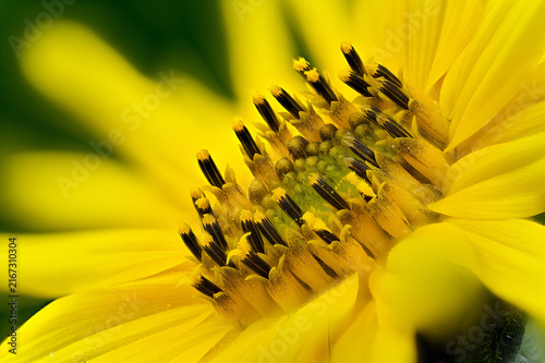 Flower head (pseudanthium) of common sunflower (Helianthus annuus) (