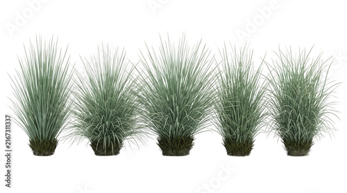 Conjunto de cinco touceiras de grama ornamental verde isoladas em fundo branco, perfeitas para projetos de paisagismo, design de jardins e elementos de vegetação realista em 3D.