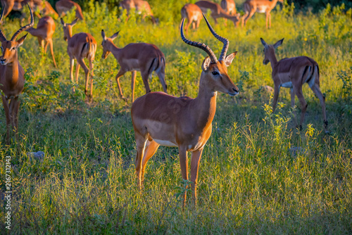 Fotografía Male impala with herd grazing in golden light, South Africa