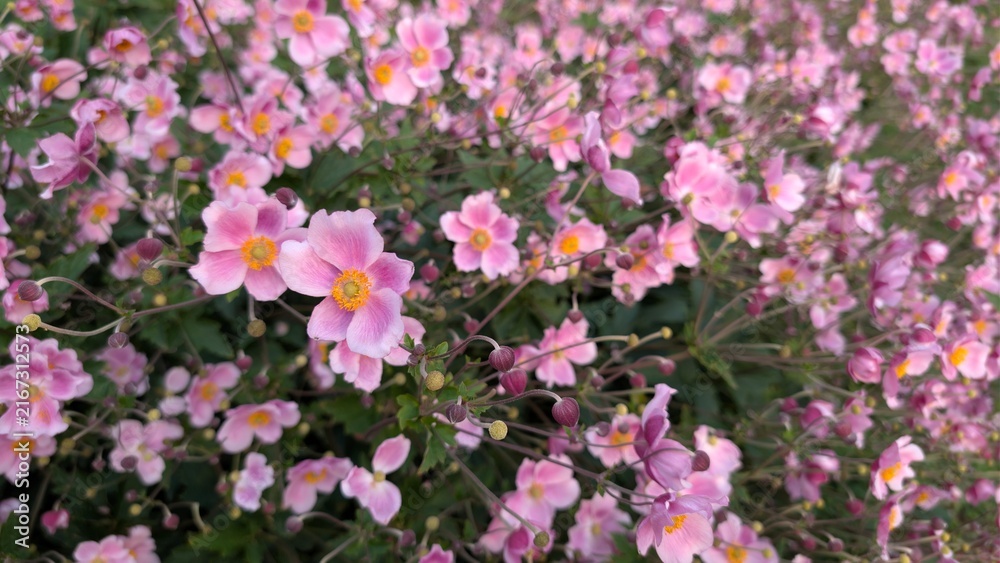 Fototapeta premium Abundance of pink Japanese anemone flowers blooming in garden, floral background