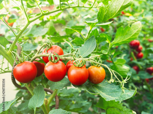 Ripe tomato plant (Solanum lycopersicum) growing in greenhouse. Fresh bunch of red natural tomatoes on branch in vegetable garden. Organic farming, healthy food, BIO viands, back to nature.