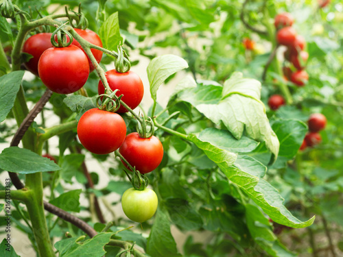 Ripe tomato plant (Solanum lycopersicum) growing in greenhouse. Fresh bunch of red natural tomatoes on branch in vegetable garden. Organic farming, healthy food, BIO viands, back to nature.