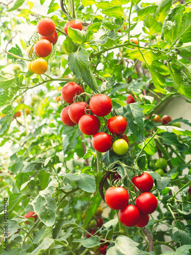 Ripe tomato plant (Solanum lycopersicum) growing in greenhouse. Fresh bunch of red natural tomatoes on branch in vegetable garden. Organic farming, healthy food, BIO viands, back to nature.