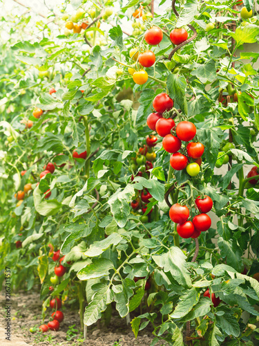 Ripe tomato plant (Solanum lycopersicum) growing in greenhouse. Fresh bunch of red natural tomatoes on branch in vegetable garden. Organic farming, healthy food, BIO viands, back to nature.