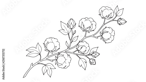Vintage cotton plant branch illustration, botanical line art of cotton bolls and leaves, organic textile floral vector