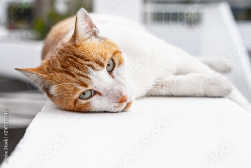 Ginger and white cat lying on a white ledge looking at camera with green eyes and long whiskers.