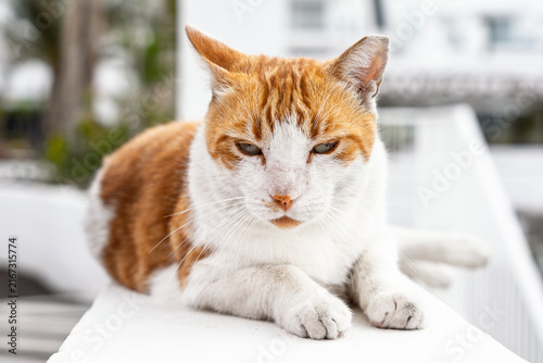 Ginger and white cat lying on a white ledge with paws crossed looking down sleepily.