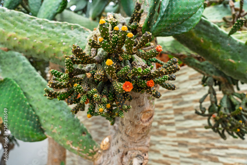 Flowering cylindrical cactus (Cylindropuntia) grafted on opuntia trunk with yellow and orange blooms.