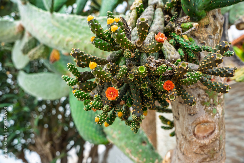 Flowering cylindrical cactus (Cylindropuntia) grafted on opuntia trunk with yellow and orange blooms.