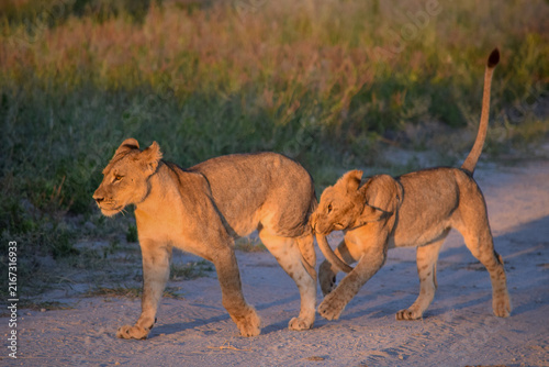 Obraz na płótnie Young lions walking and interacting playfully on sandy track, South Africa