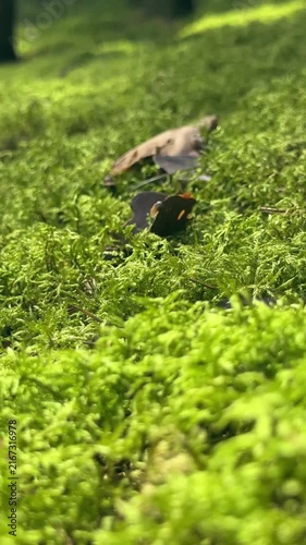 Close up view of green forest moss on woodland floor ground. Close macro view of vibrant natural mossy carpet on wild forest bottom. Soft green plant texture in quiet summer forest