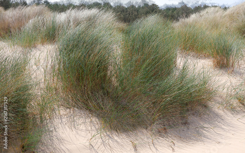 Sand dunes with marram grass beach landscape in closeup