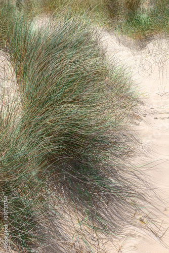 Beach landscape with sand dunes and beach grass in closeup