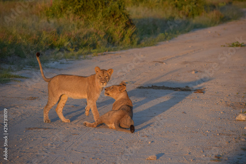 Obraz na płótnie Young lions interacting playfully on sandy track, South African bushveld