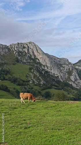 Cow on the mountain of Picos de Europa