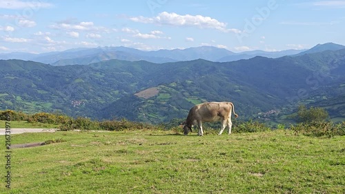 Cow Grazing in the Picos de Europa Landscape