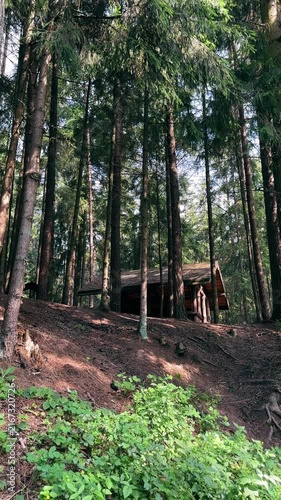 Wooden cabin standing on hillside surrounded by tall pine forest trees. Quiet rustic shelter building nestled in wild coniferous summer woodland. Cozy retreat house in natural woodland