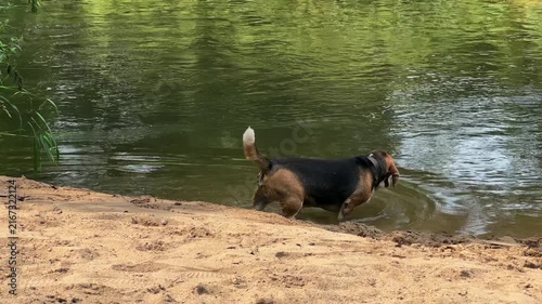 Beagle dog entering river water from sandy beach shore during hot summer day. Active hound pet wearing collar walking into calm lake water outdoors. Purebred beagle enjoying refreshing water
