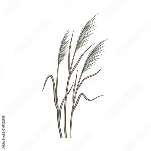 Ilustración botánica minimalista de tallos de hierba de pampa con plumas suaves y elegantes, dibujada a mano con estilo lineal sobre un fondo blanco limpio para diseño decorativo.