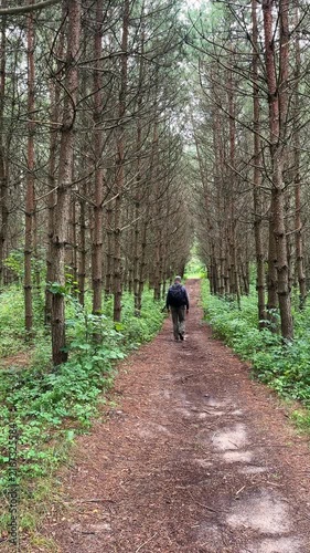 Hiker with backpack walking along dark path in creepy pine forest. Back view of man hiking through dry trees in mysterious moody woods. Atmospheric scary trail walk in dense summer woodland.