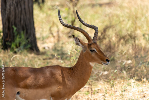 Fotografía Close-up portrait of a male impala with magnificent horns, Tarangire National Pa