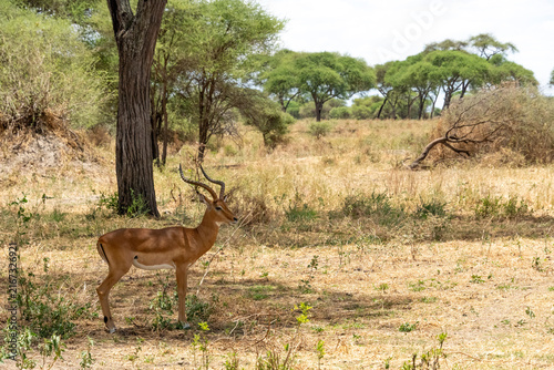 Fotografía Wild African impala antelope under the shade of a tree, Tarangire National Park,