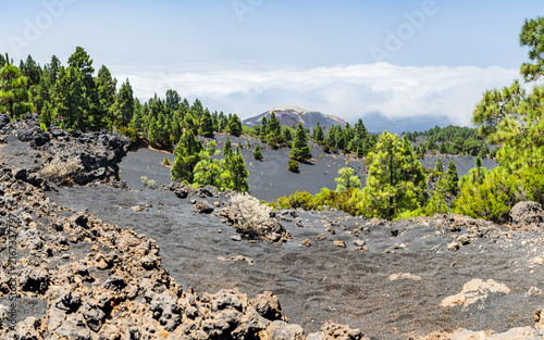 Volcanic landscape with pine trees and sea of clouds in La Palma