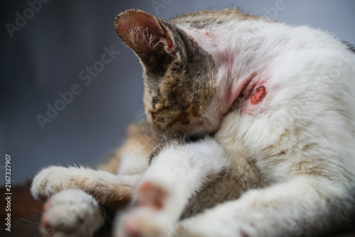 Close-Up of Cat Paws Resting on Sofa