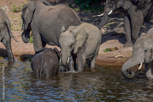 Elephant family drinking and playing in river water, South Africa
