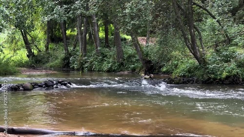 Bubbling river water flowing through rocky threshold and green trees. Fast water stream rushing over stones in wild summer forest. Natural riverbank landscape with turbulent water flow and