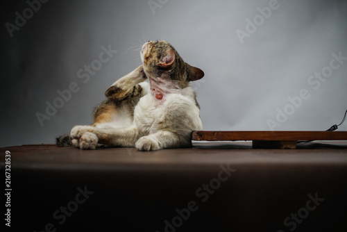 Close-Up of Cat Paws Resting on Sofa