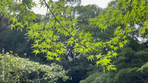 光に透ける青もみじの葉、日本の自然の静寂