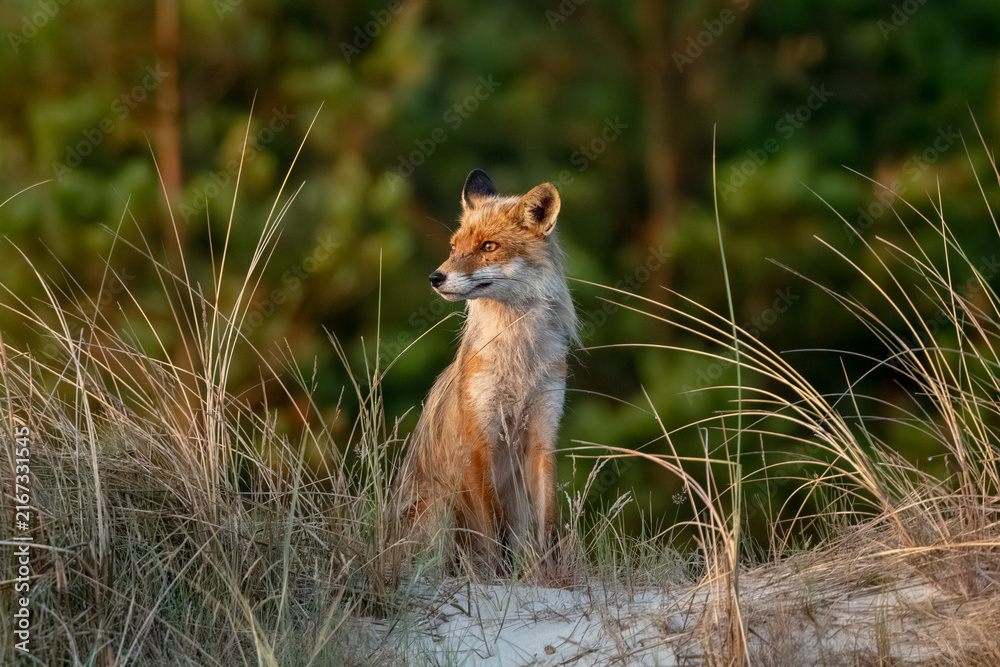 Naklejka premium Red fox sitting calmly in coastal sand dunes at sunset