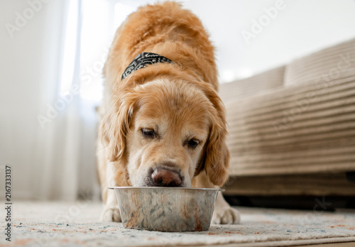 фотографія Golden Retriever eating from a bowl