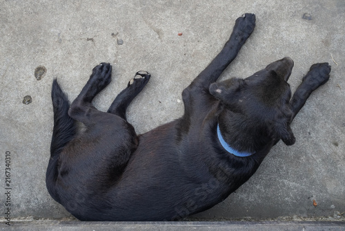 Sleeping black dog resting on textured pavement