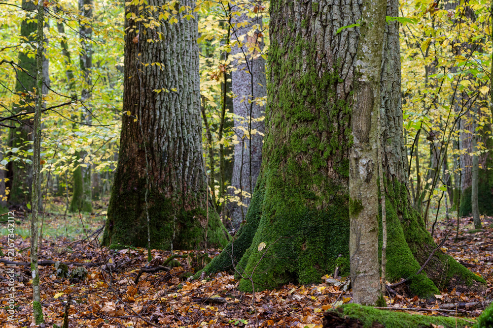 Fototapeta premium Ancient mossy trees in Bialowieza Forest during autumn